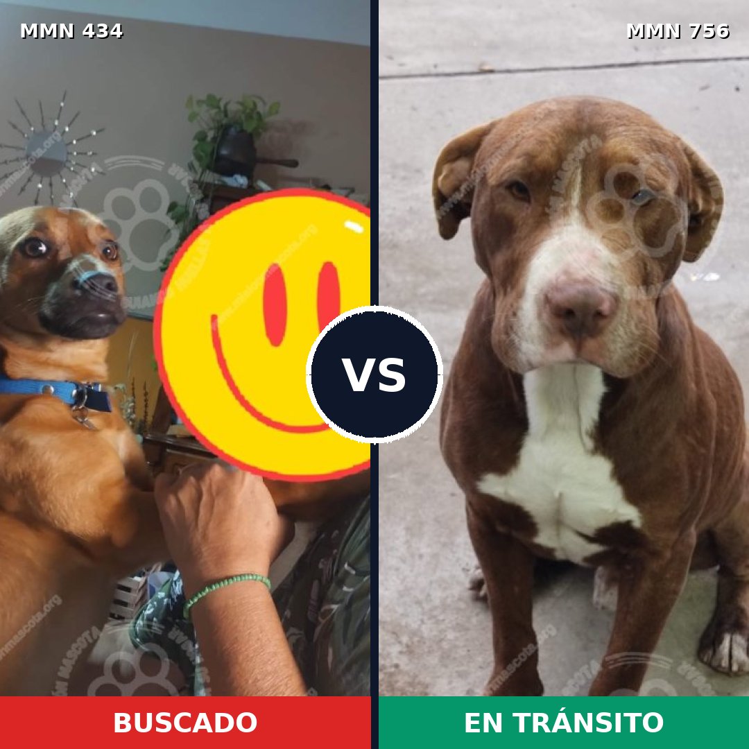 Comparativa MMS 12112: mascota perdida y mascota encontrada, 21% de similitud