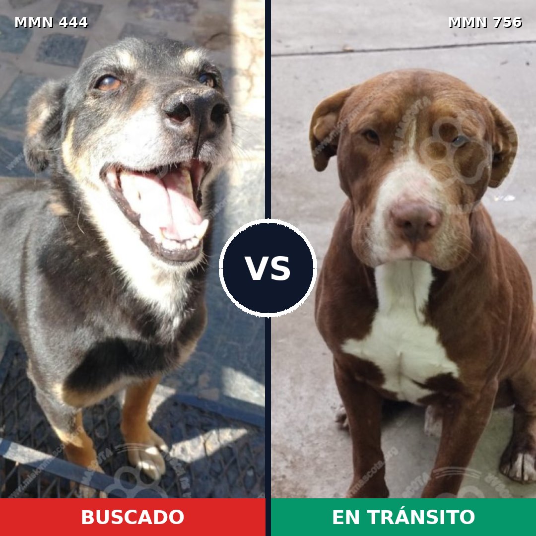 Comparativa MMS 12113: mascota perdida y mascota encontrada, 53% de similitud