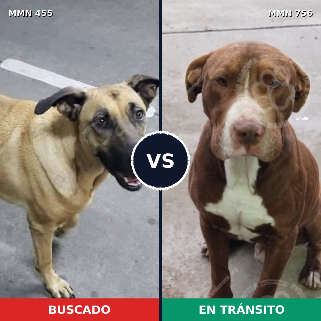 Comparativa MMS 12114: mascota perdida y mascota encontrada, 20% de similitud