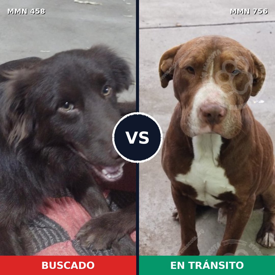 Comparativa MMS 12115: mascota perdida y mascota encontrada, 33% de similitud