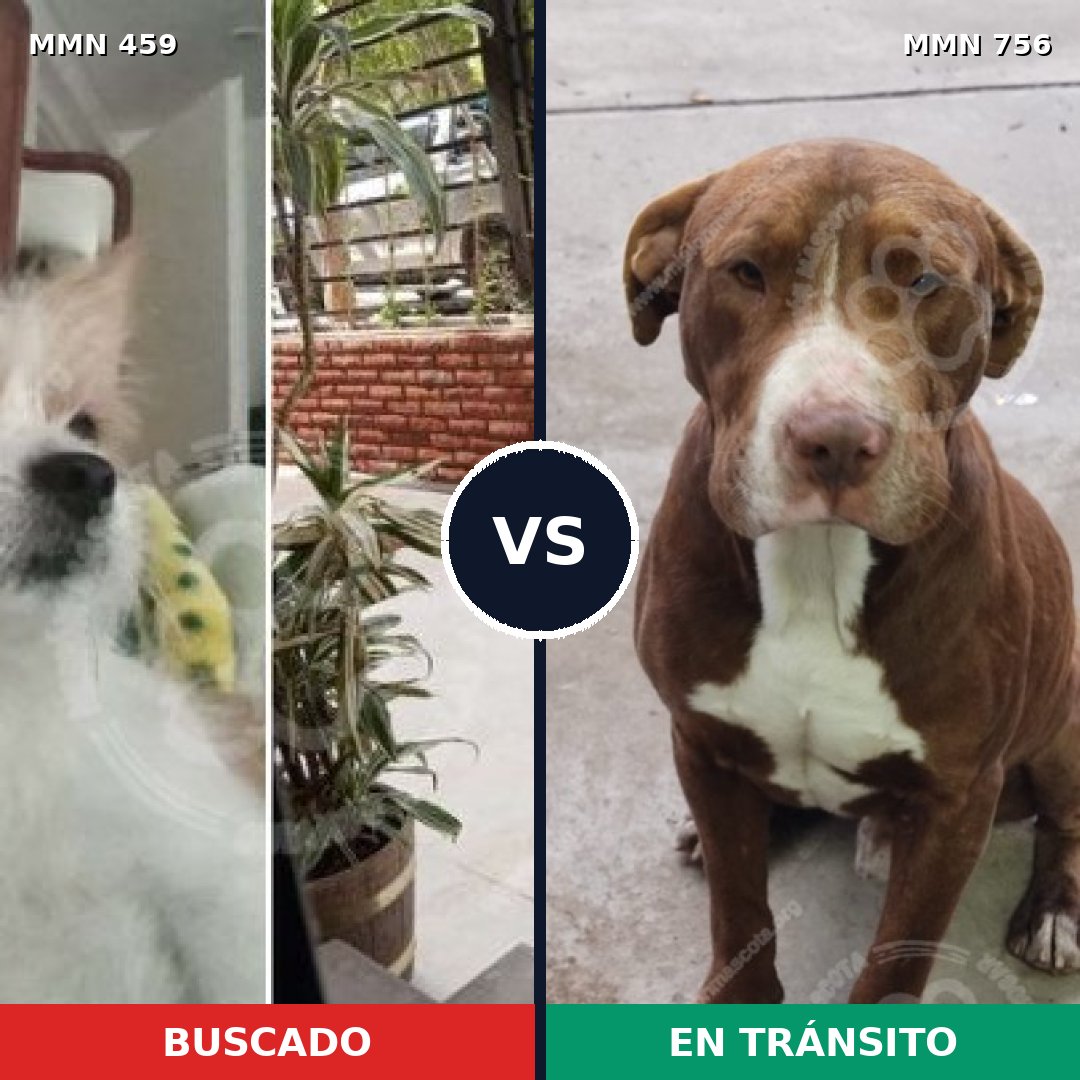 Comparativa MMS 12116: mascota perdida y mascota encontrada, 29% de similitud