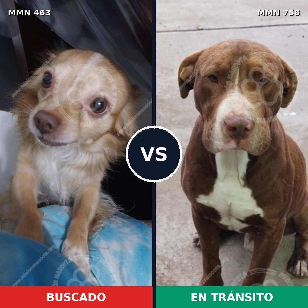 Comparativa MMS 12117: mascota perdida y mascota encontrada, 25% de similitud