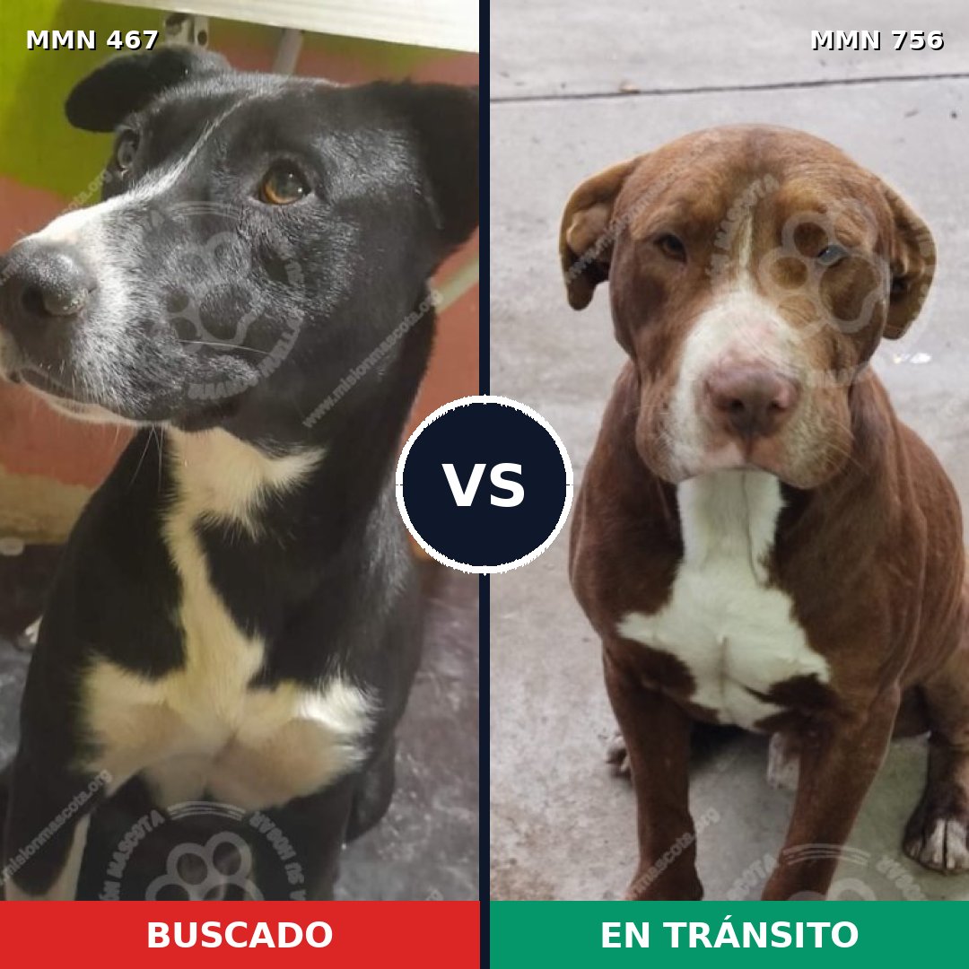 Comparativa MMS 12119: mascota perdida y mascota encontrada, 32% de similitud