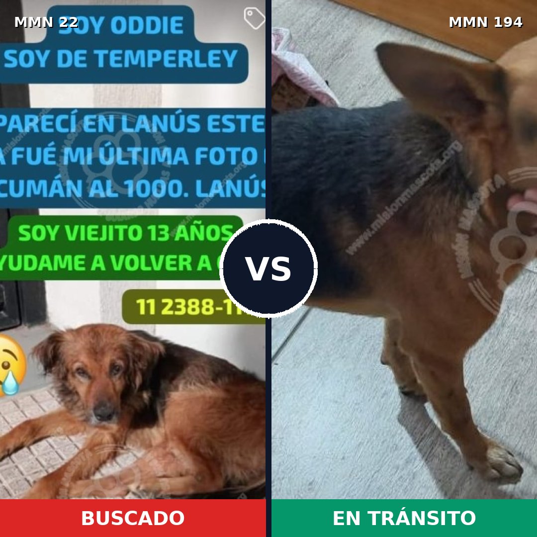 Comparativa MMS 1212: mascota perdida y mascota encontrada, 78% de similitud
