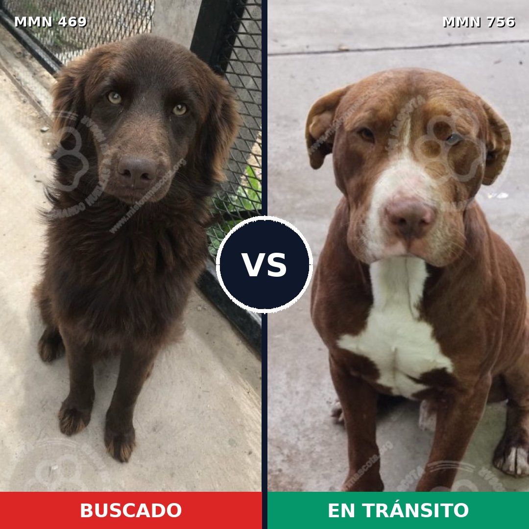 Comparativa MMS 12120: mascota perdida y mascota encontrada, 47% de similitud