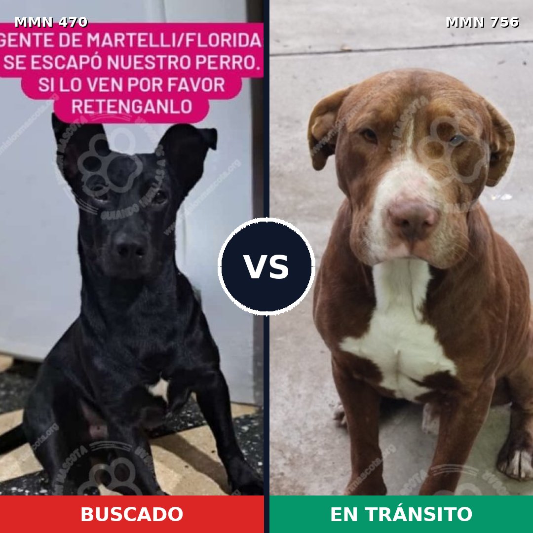 Comparativa MMS 12121: mascota perdida y mascota encontrada, 32% de similitud