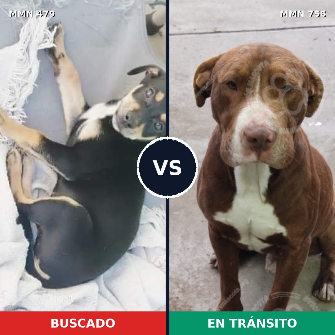 Comparativa MMS 12122: mascota perdida y mascota encontrada, 20% de similitud