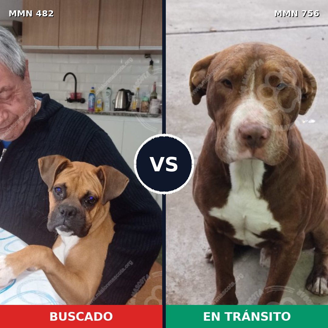 Comparativa MMS 12125: mascota perdida y mascota encontrada, 48% de similitud