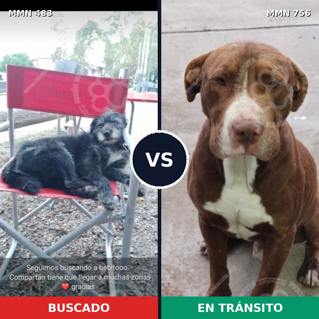 Comparativa MMS 12126: mascota perdida y mascota encontrada, 42% de similitud