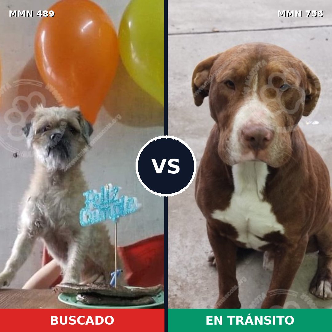 Comparativa MMS 12127: mascota perdida y mascota encontrada, 20% de similitud