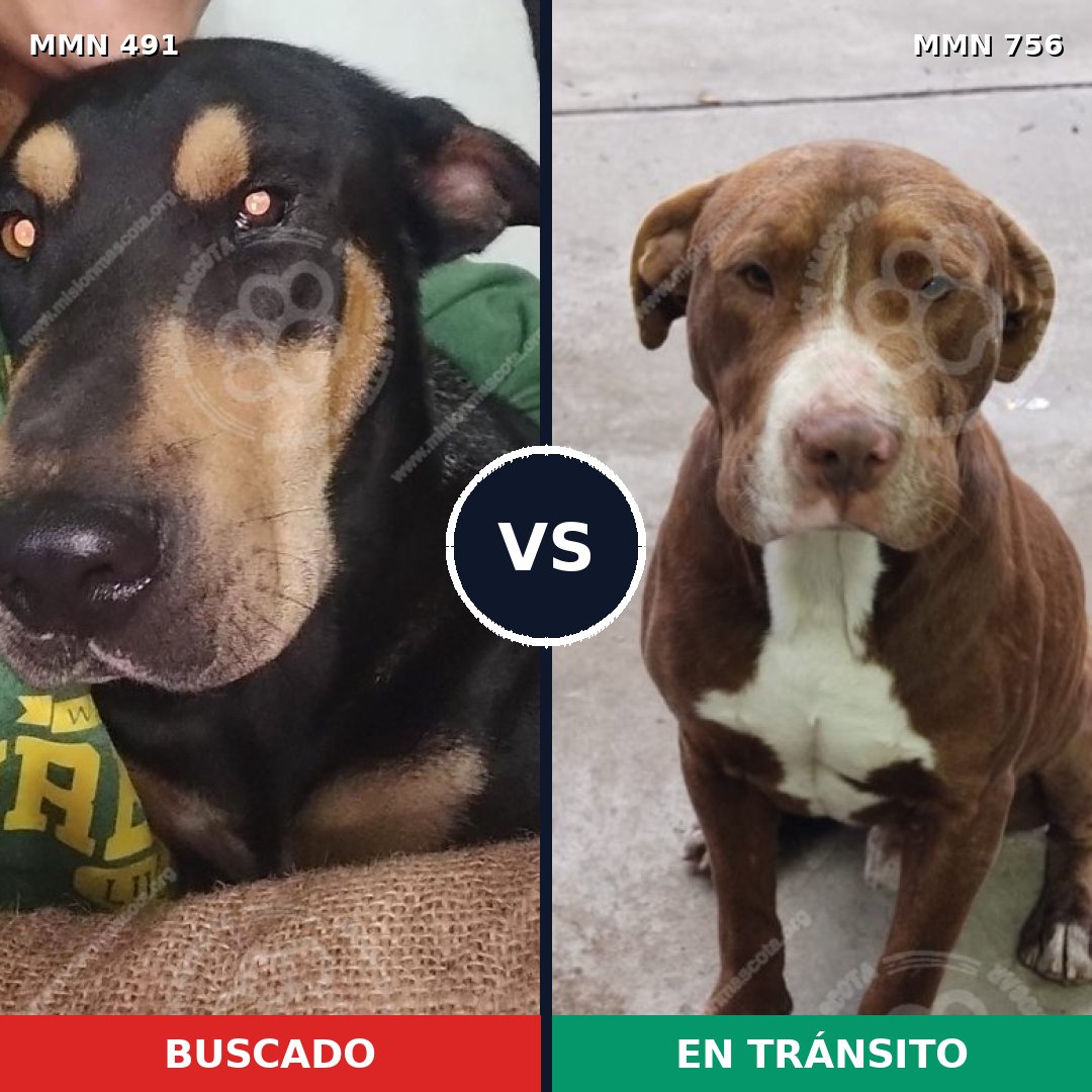 Comparativa MMS 12128: mascota perdida y mascota encontrada, 62% de similitud
