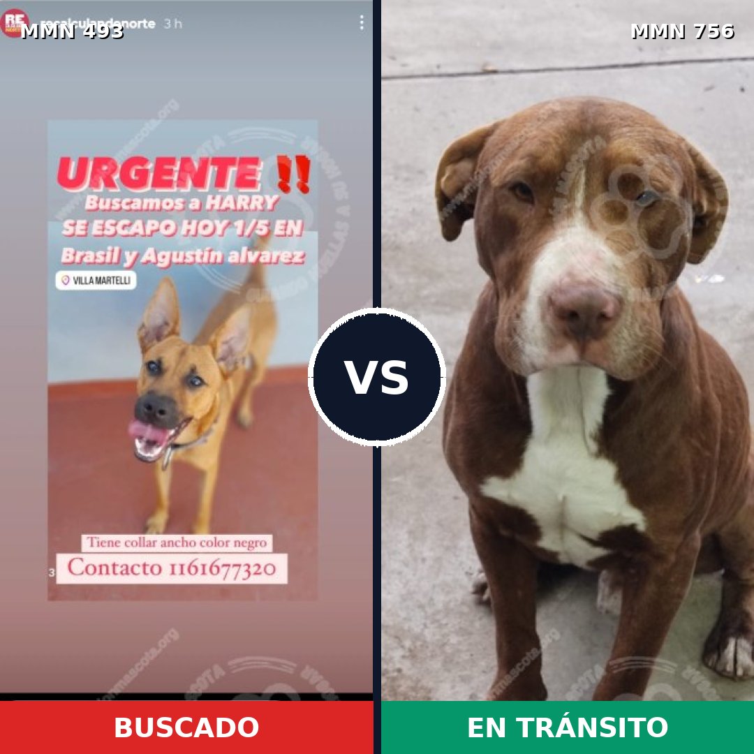 Comparativa MMS 12129: mascota perdida y mascota encontrada, 38% de similitud