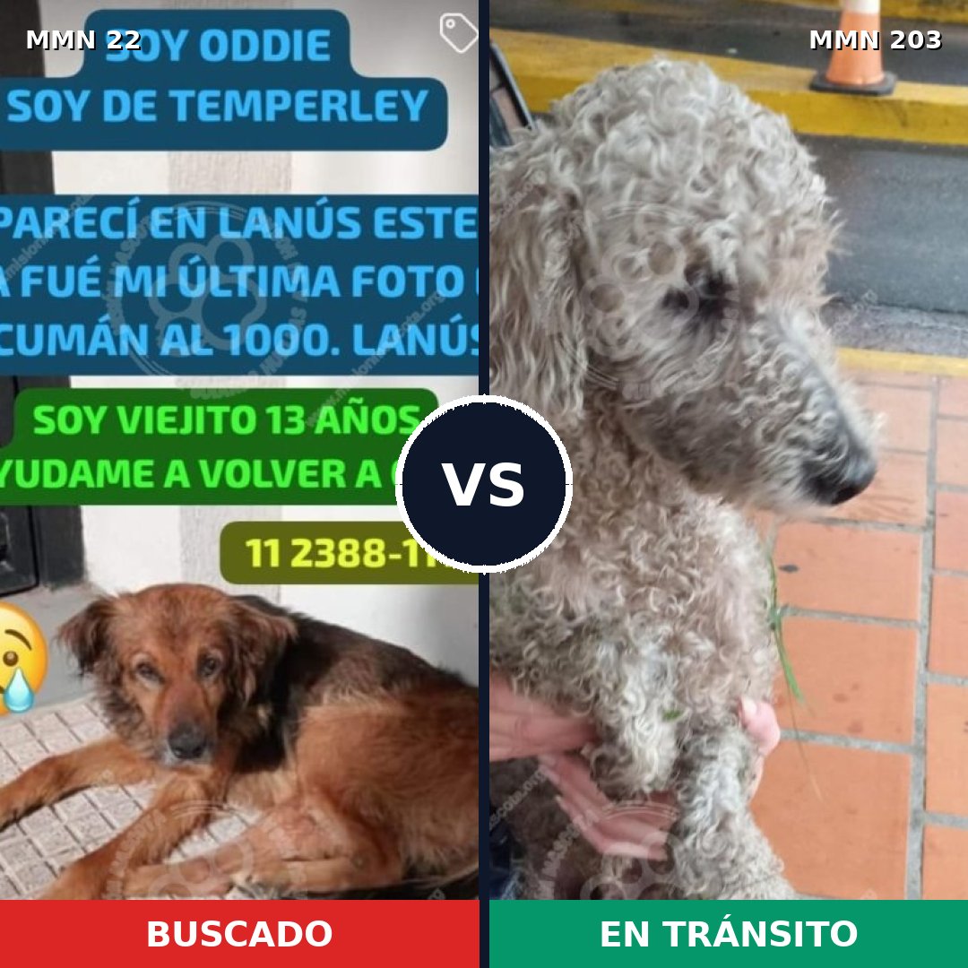 Comparativa MMS 1213: mascota perdida y mascota encontrada, 26% de similitud