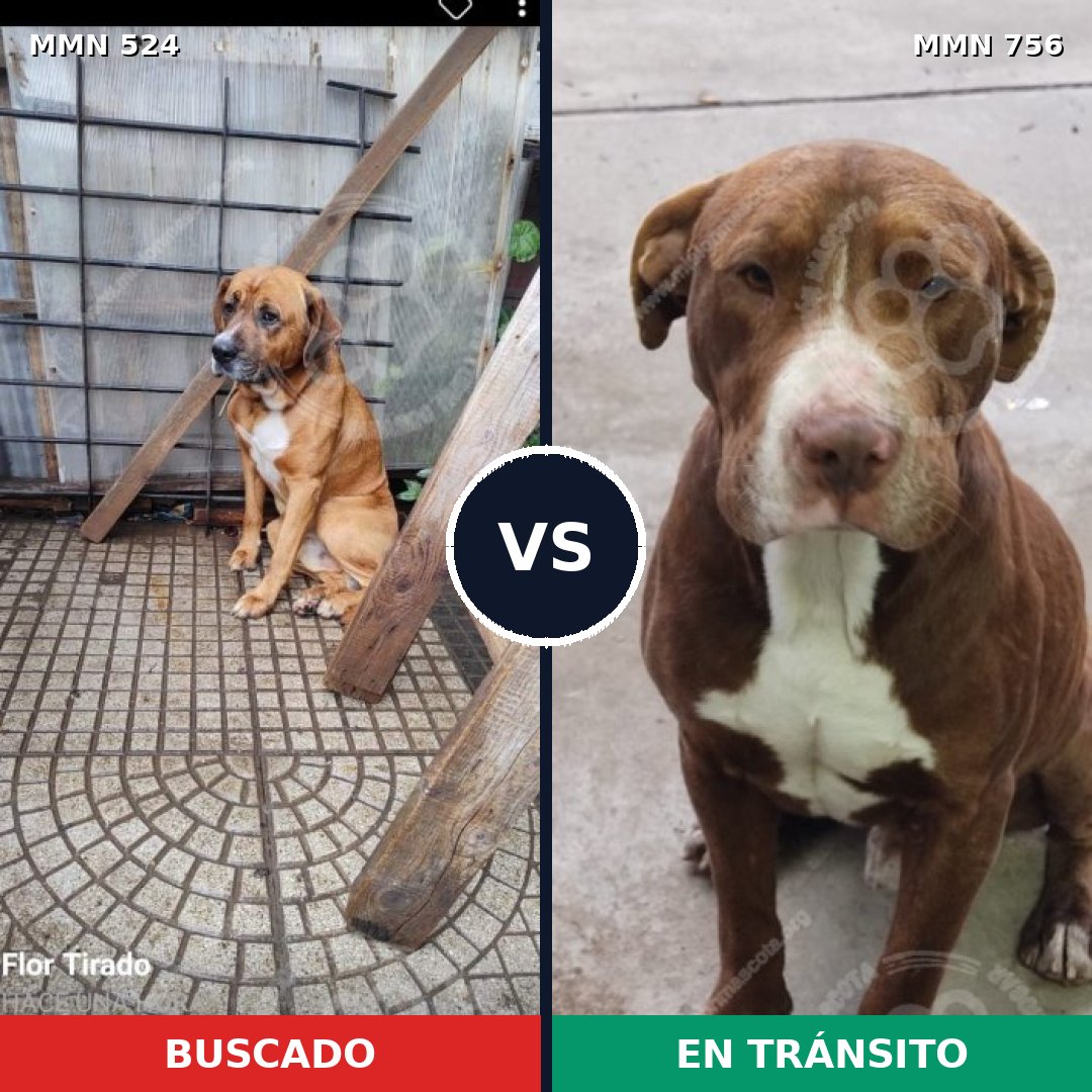 Comparativa MMS 12130: mascota perdida y mascota encontrada, 56% de similitud