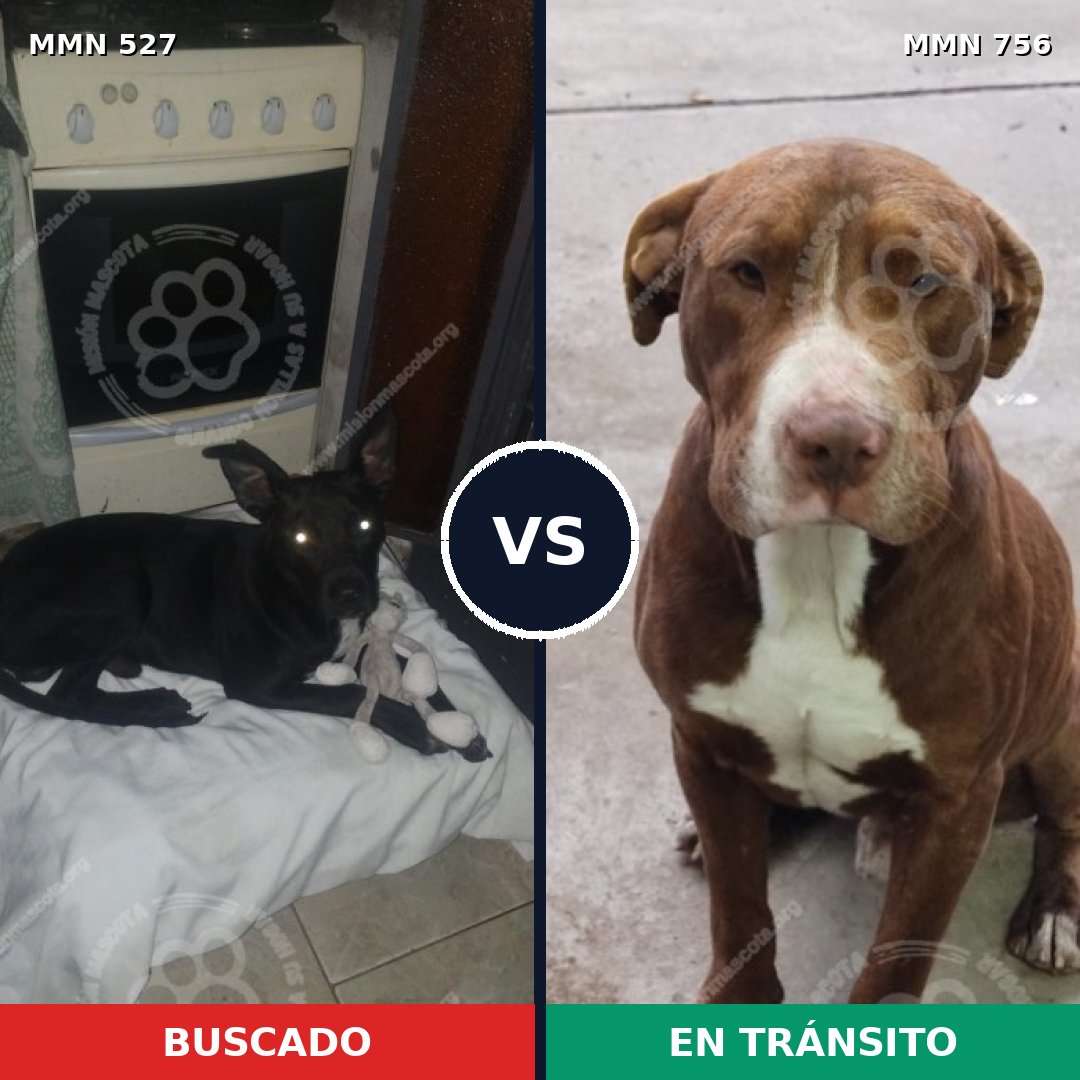 Comparativa MMS 12131: mascota perdida y mascota encontrada, 32% de similitud