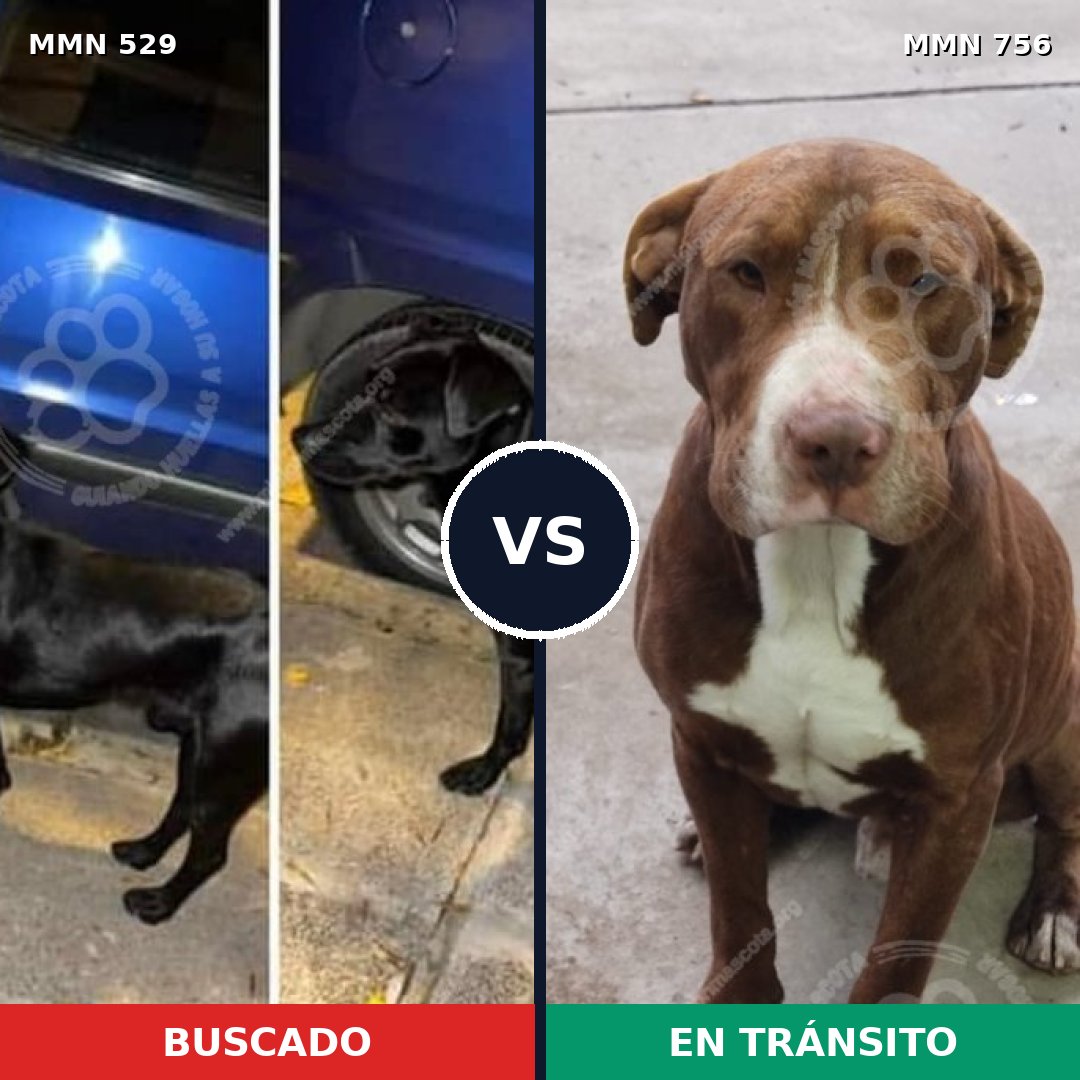 Comparativa MMS 12132: mascota perdida y mascota encontrada, 20% de similitud