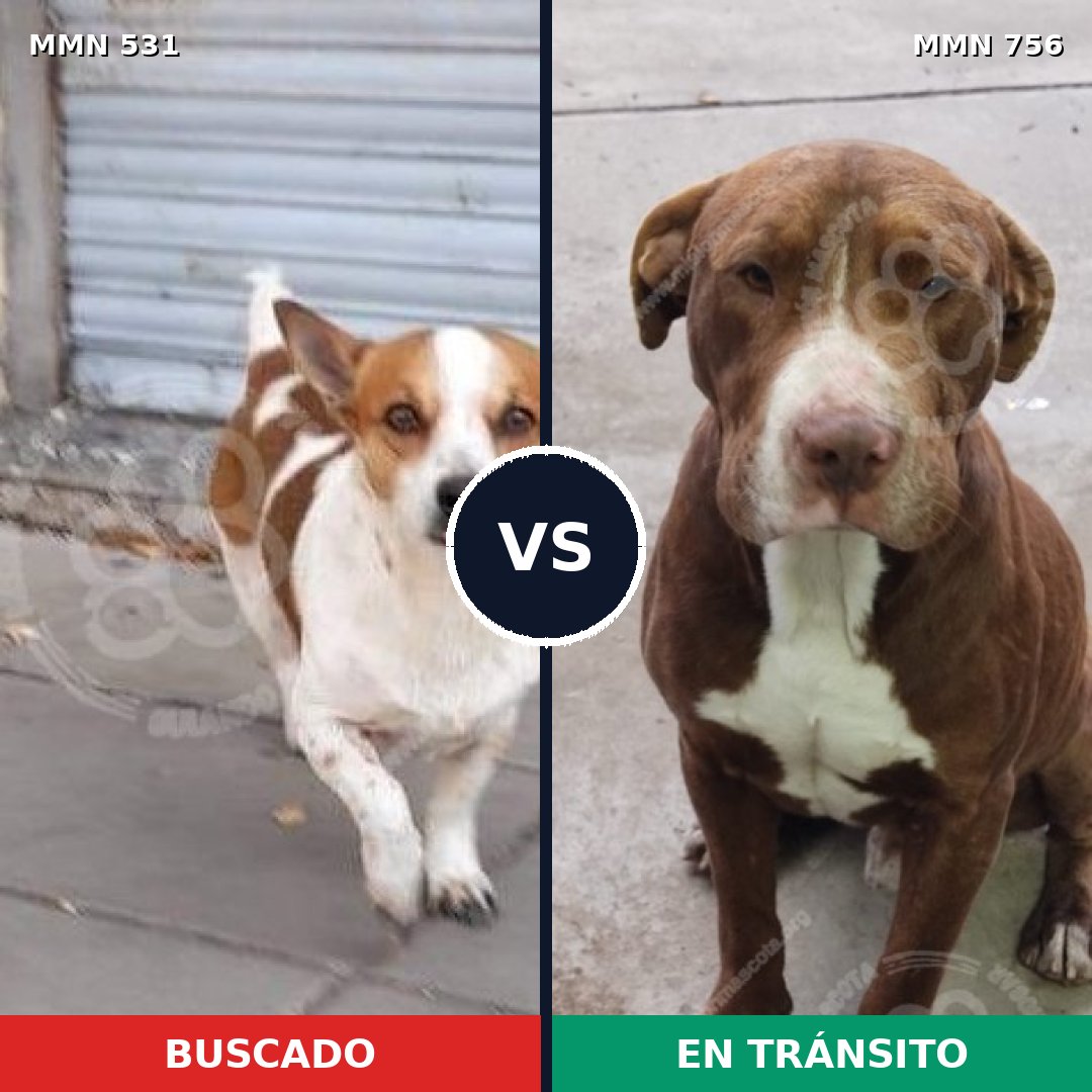 Comparativa MMS 12133: mascota perdida y mascota encontrada, 31% de similitud