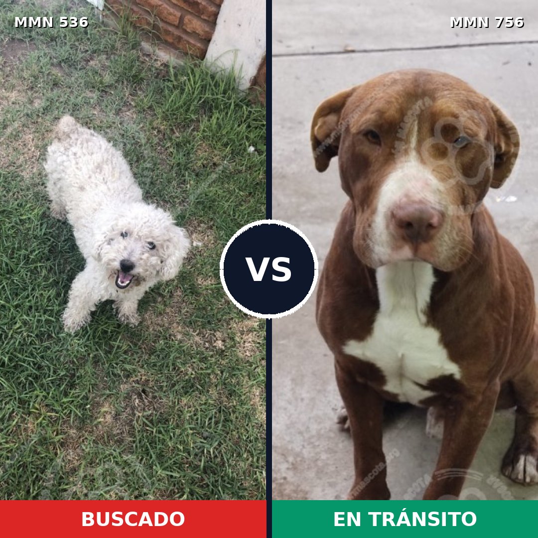 Comparativa MMS 12135: mascota perdida y mascota encontrada, 25% de similitud