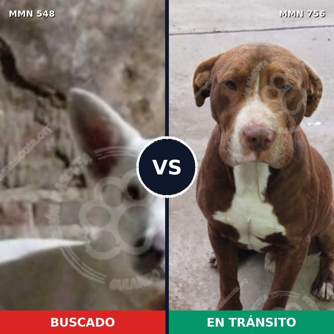 Comparativa MMS 12137: mascota perdida y mascota encontrada, 33% de similitud