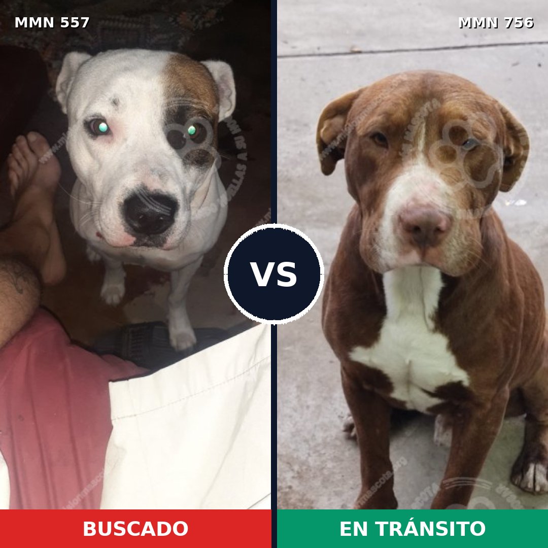 Comparativa MMS 12138: mascota perdida y mascota encontrada, 60% de similitud