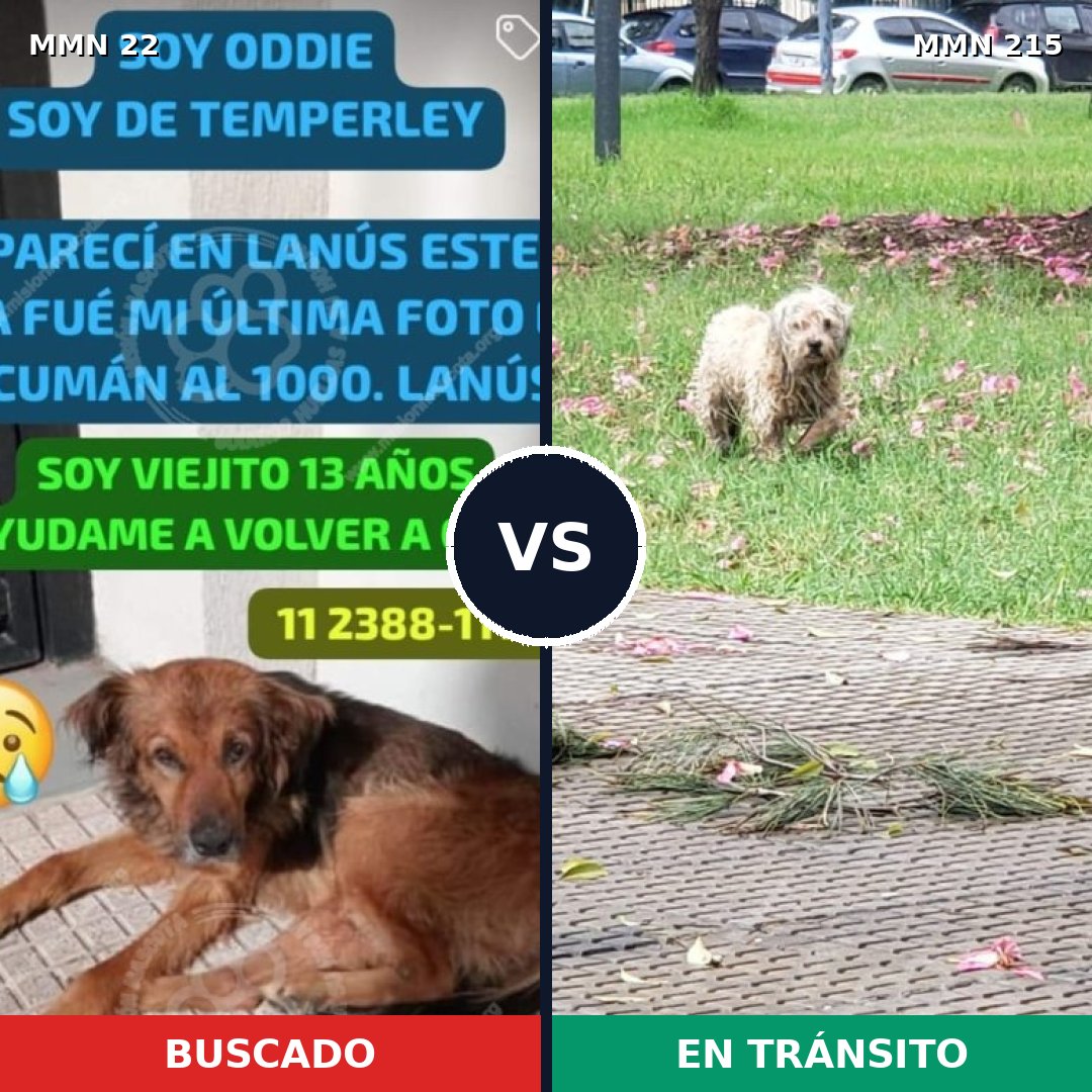 Comparativa MMS 1214: mascota perdida y mascota encontrada, 58% de similitud