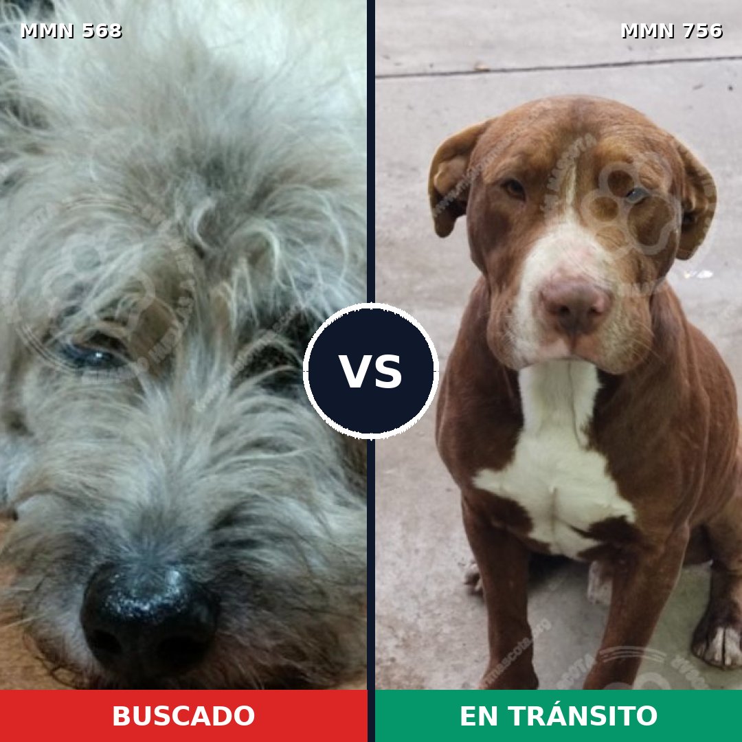 Comparativa MMS 12140: mascota perdida y mascota encontrada, 33% de similitud