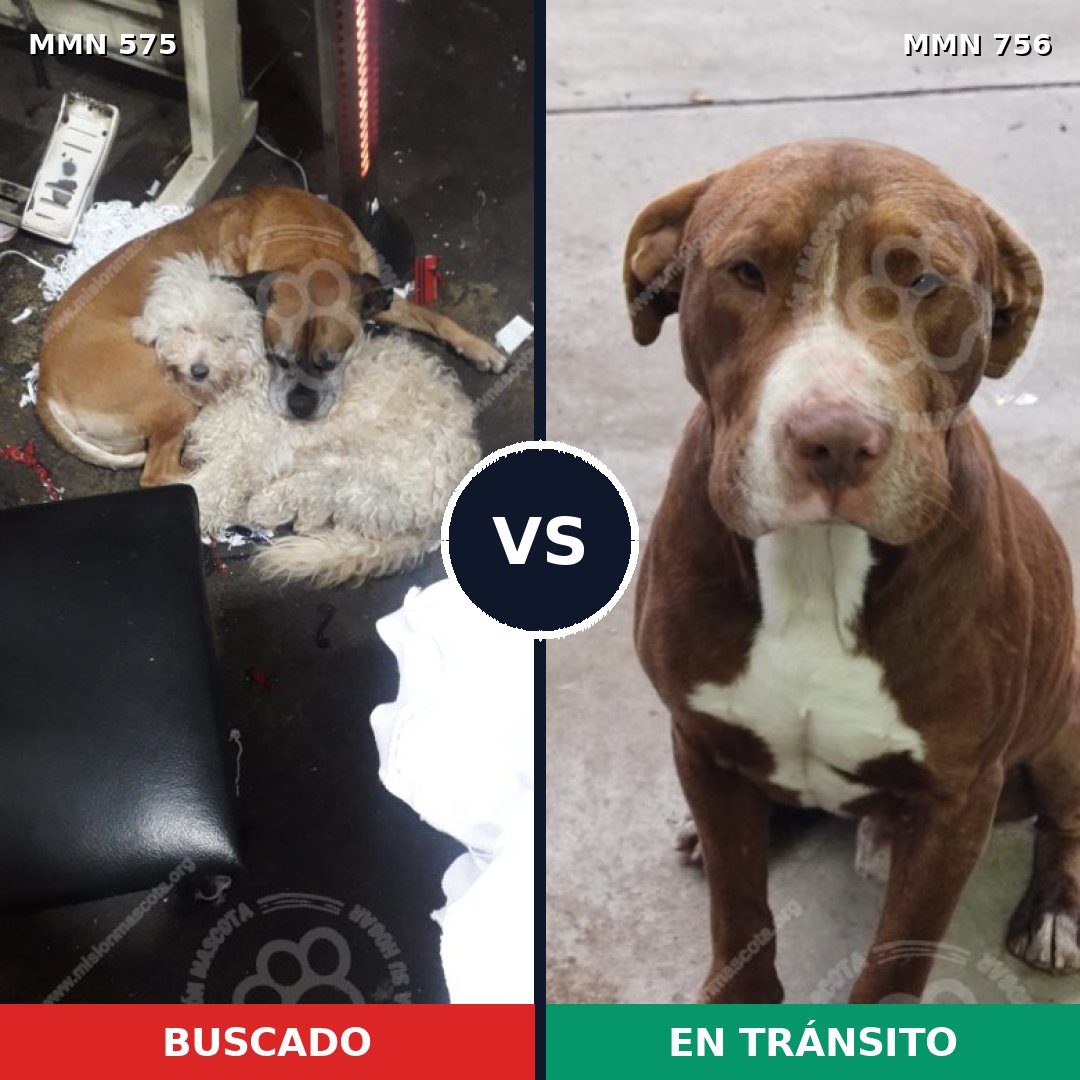 Comparativa MMS 12141: mascota perdida y mascota encontrada, 32% de similitud