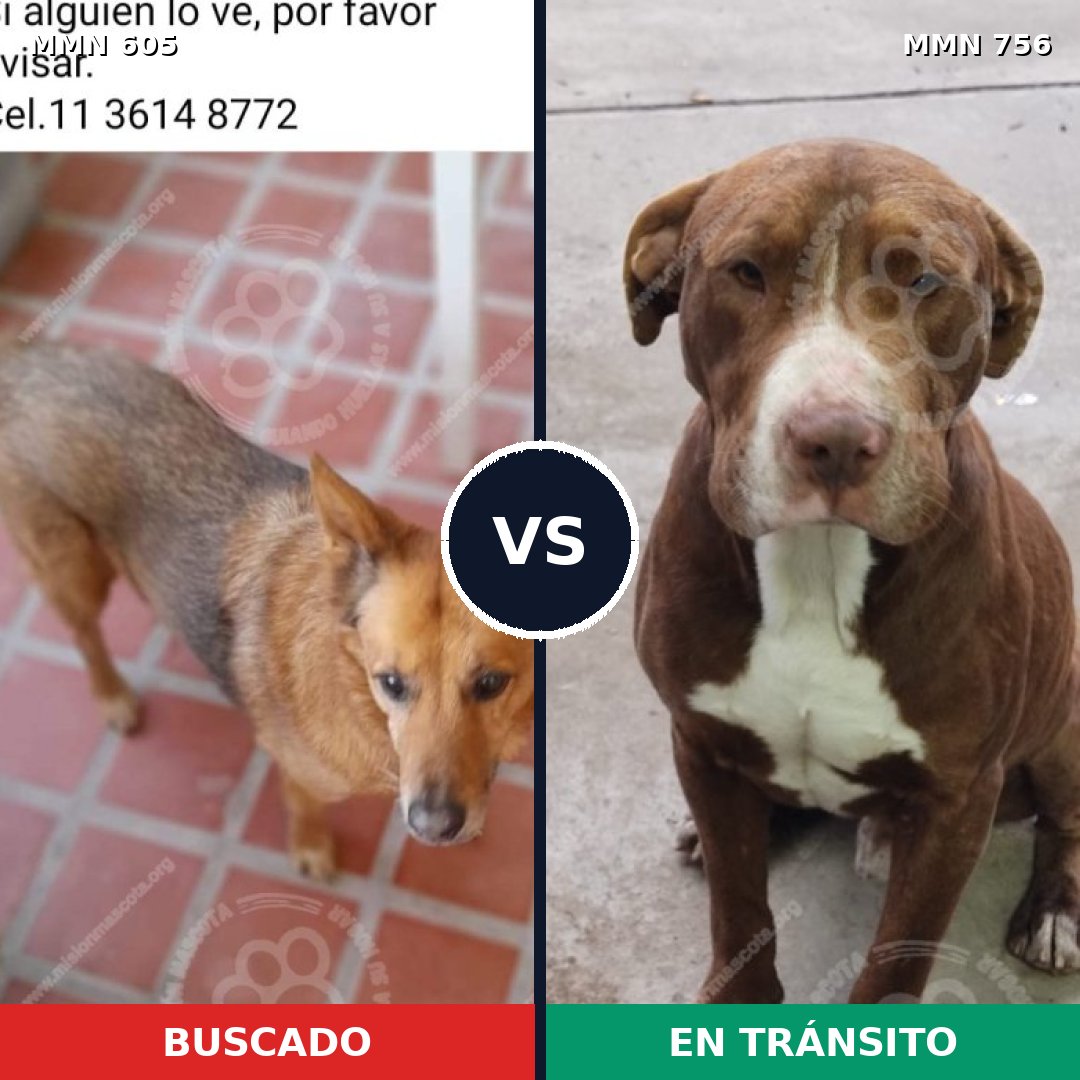 Comparativa MMS 12146: mascota perdida y mascota encontrada, 29% de similitud