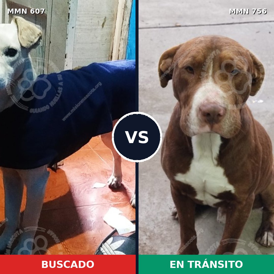 Comparativa MMS 12147: mascota perdida y mascota encontrada, 40% de similitud