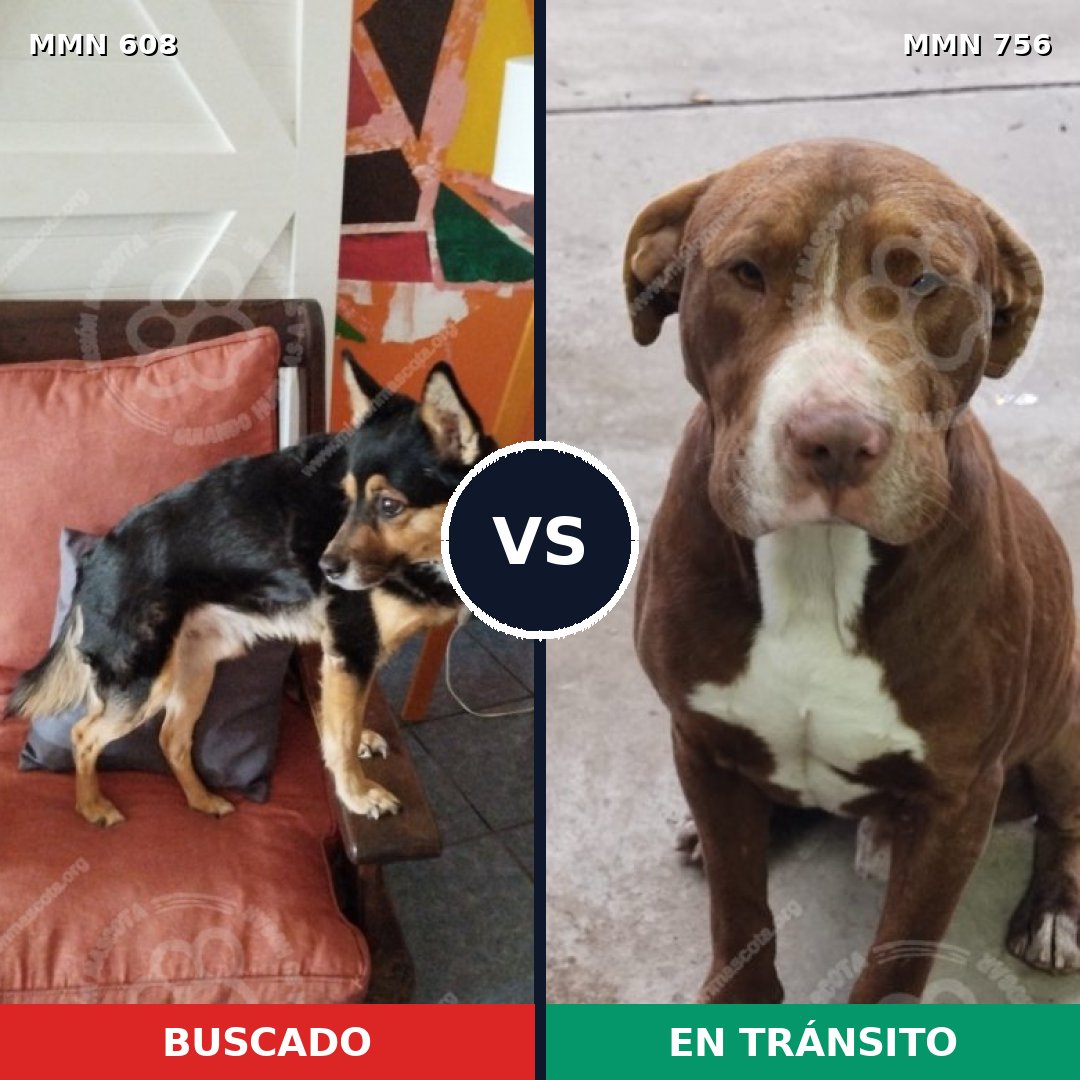 Comparativa MMS 12148: mascota perdida y mascota encontrada, 39% de similitud