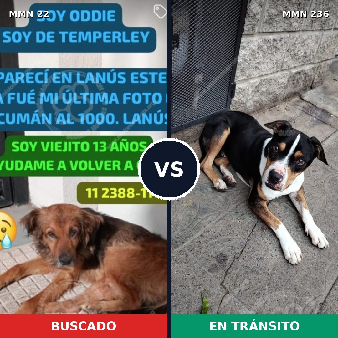 Comparativa MMS 1215: mascota perdida y mascota encontrada, 39% de similitud