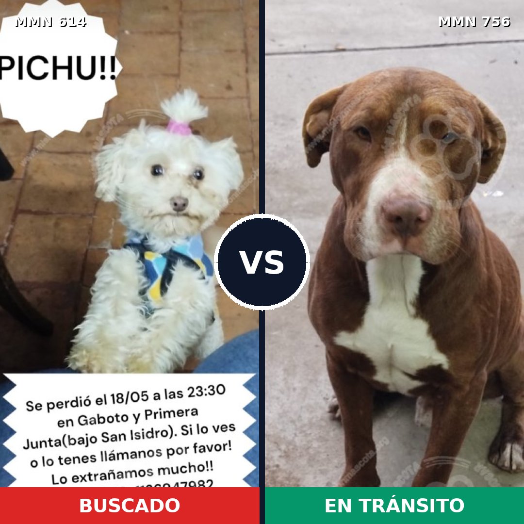 Comparativa MMS 12150: mascota perdida y mascota encontrada, 24% de similitud