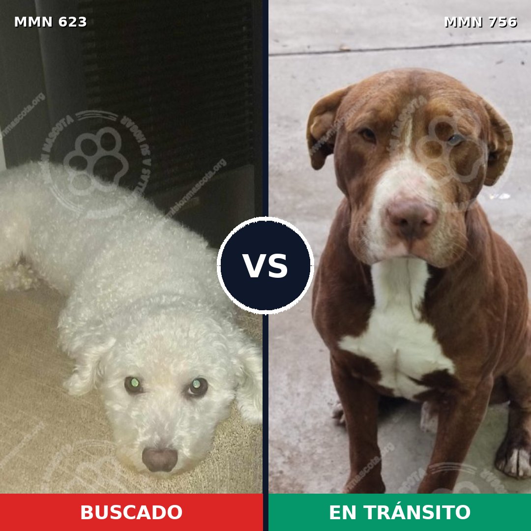 Comparativa MMS 12151: mascota perdida y mascota encontrada, 29% de similitud