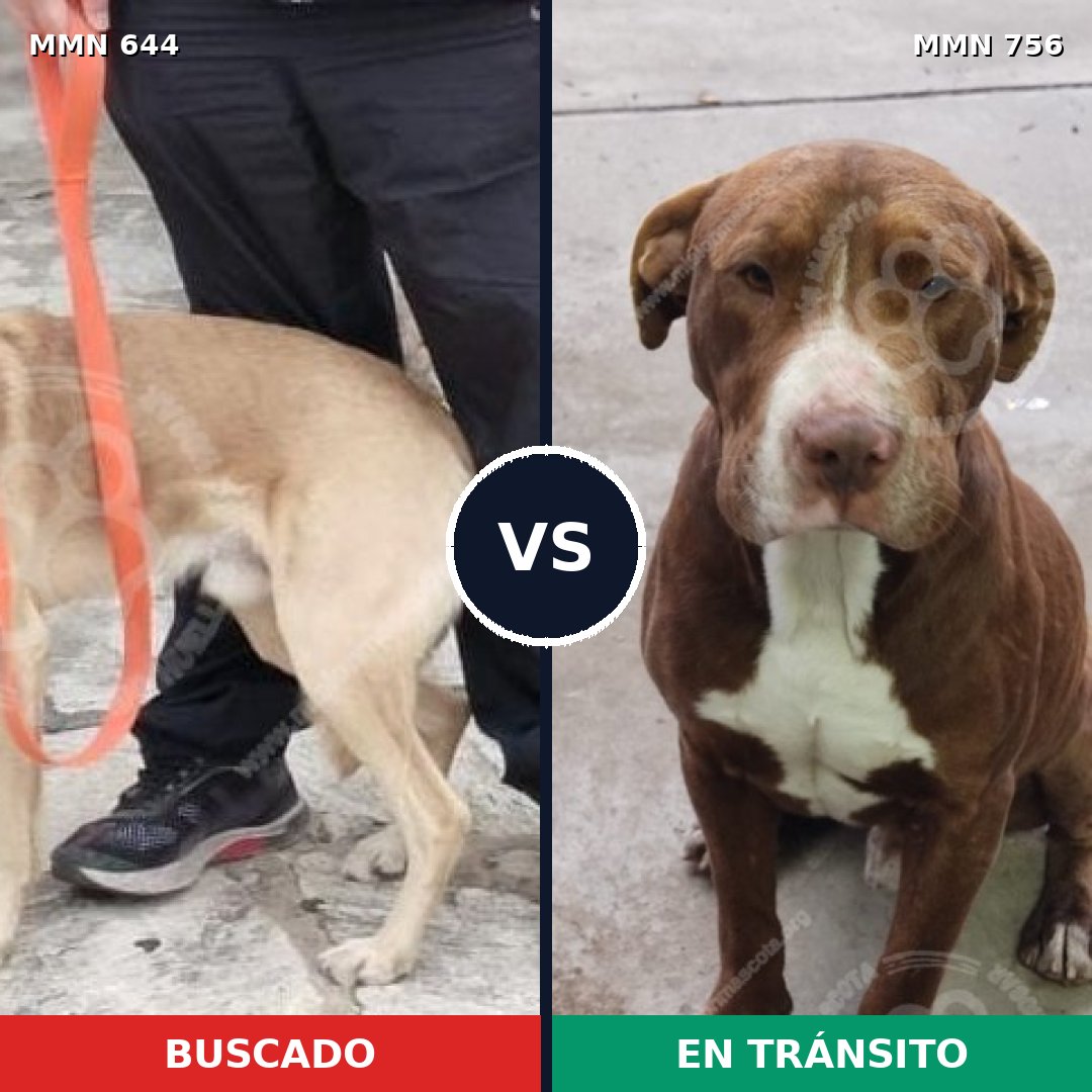 Comparativa MMS 12153: mascota perdida y mascota encontrada, 34% de similitud
