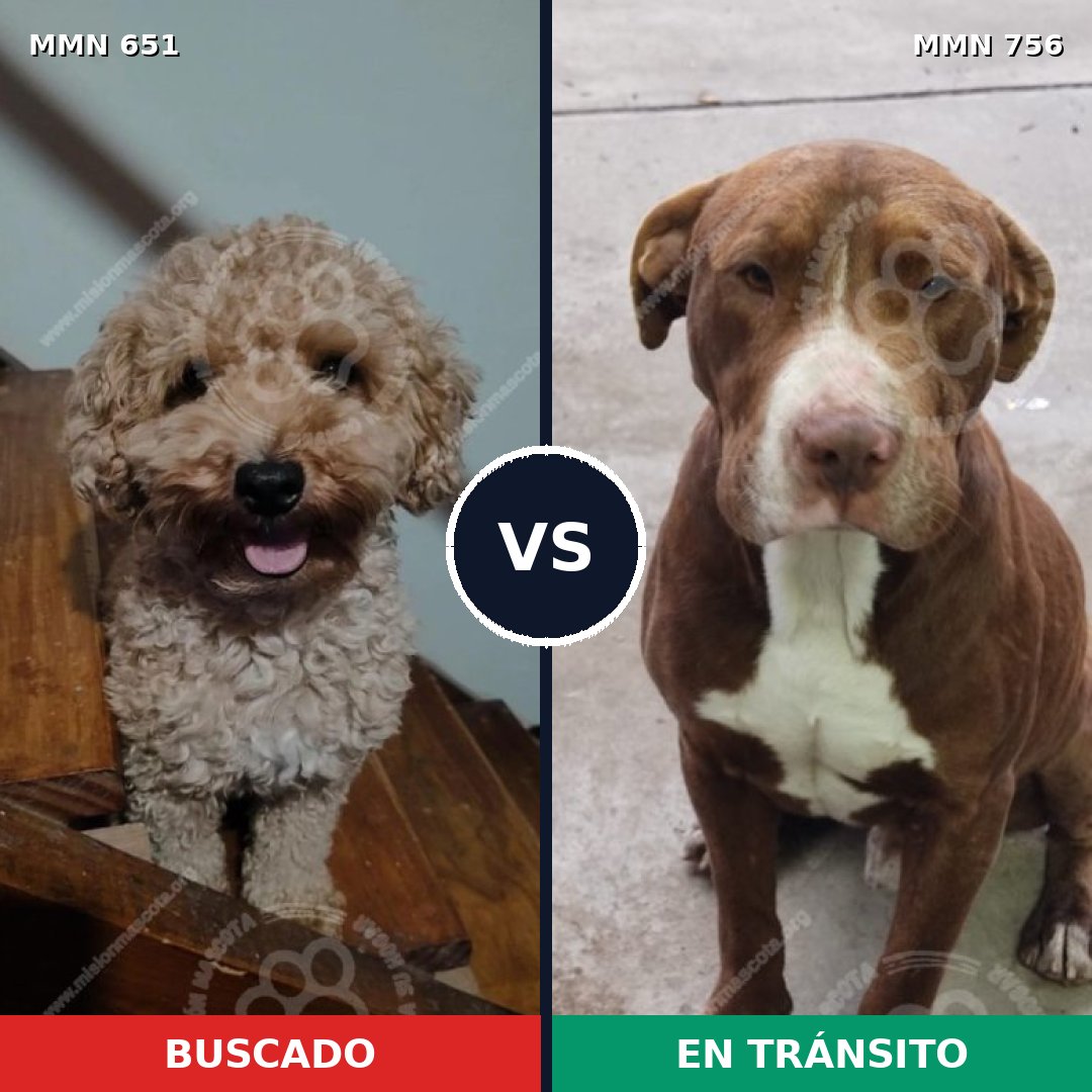 Comparativa MMS 12154: mascota perdida y mascota encontrada, 26% de similitud