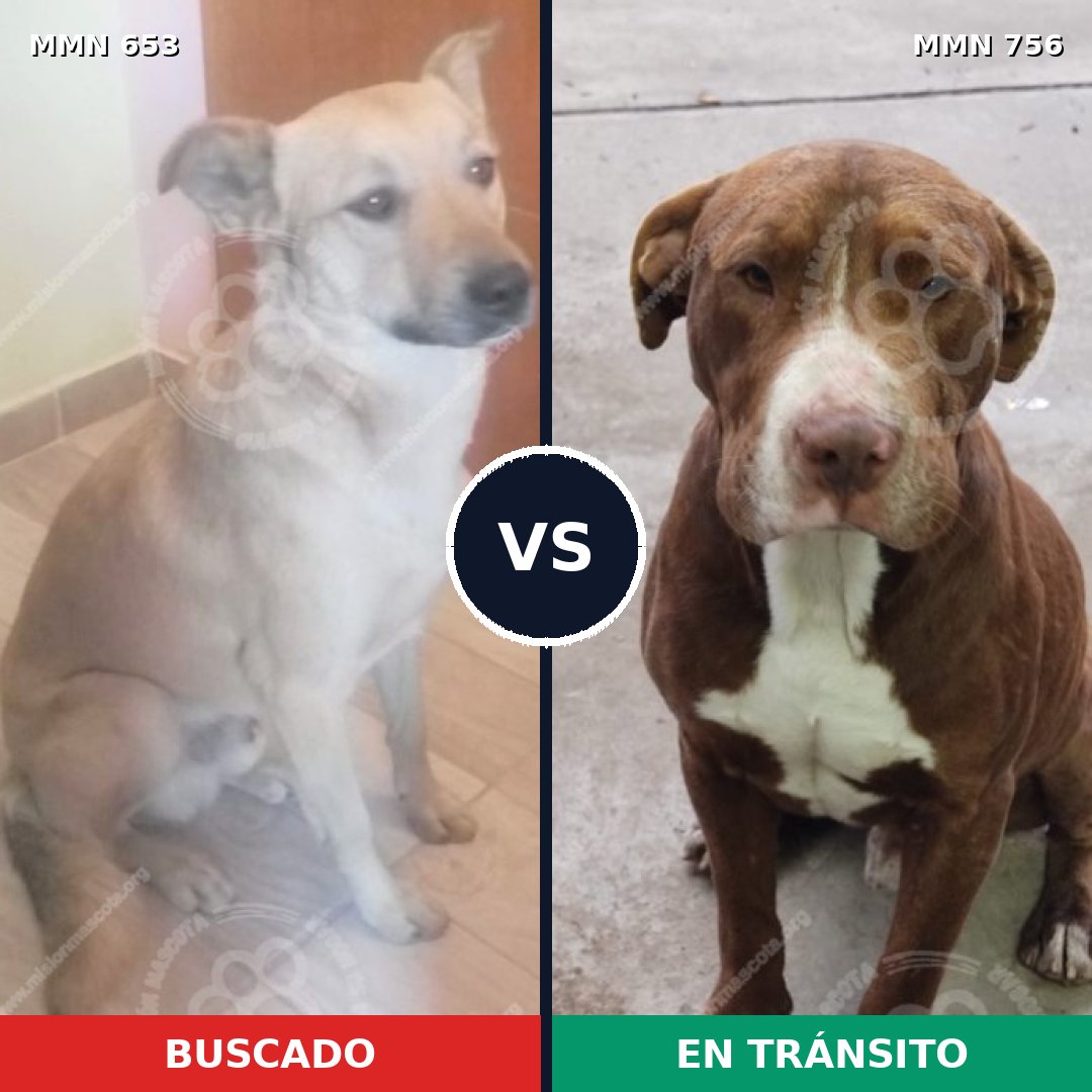 Comparativa MMS 12155: mascota perdida y mascota encontrada, 39% de similitud