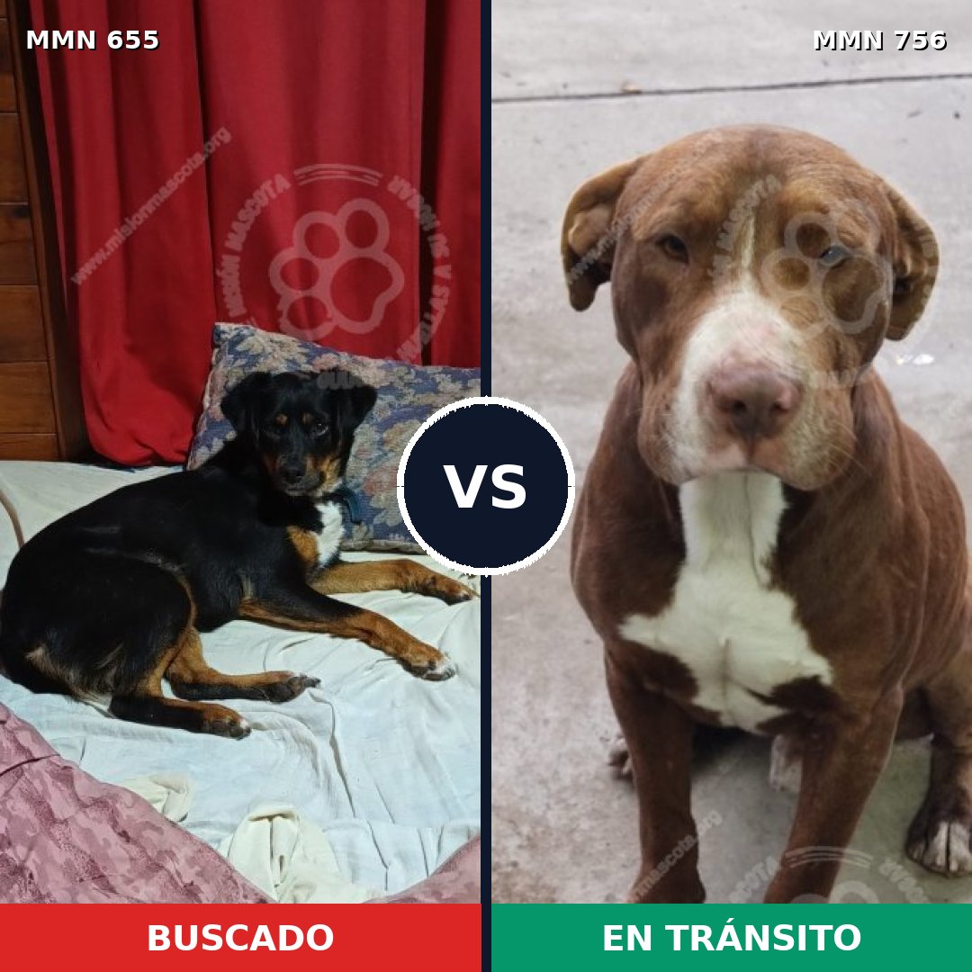 Comparativa MMS 12156: mascota perdida y mascota encontrada, 38% de similitud