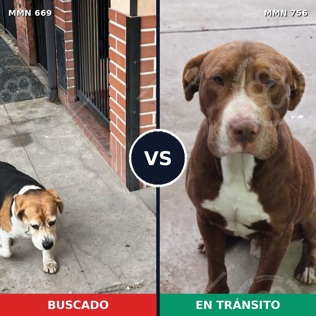 Comparativa MMS 12157: mascota perdida y mascota encontrada, 31% de similitud