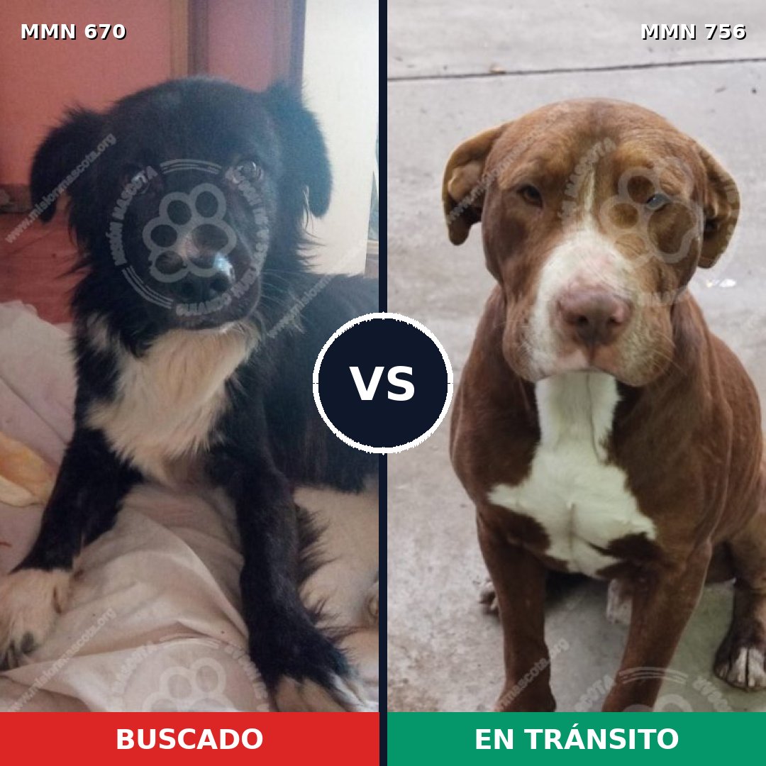 Comparativa MMS 12158: mascota perdida y mascota encontrada, 29% de similitud