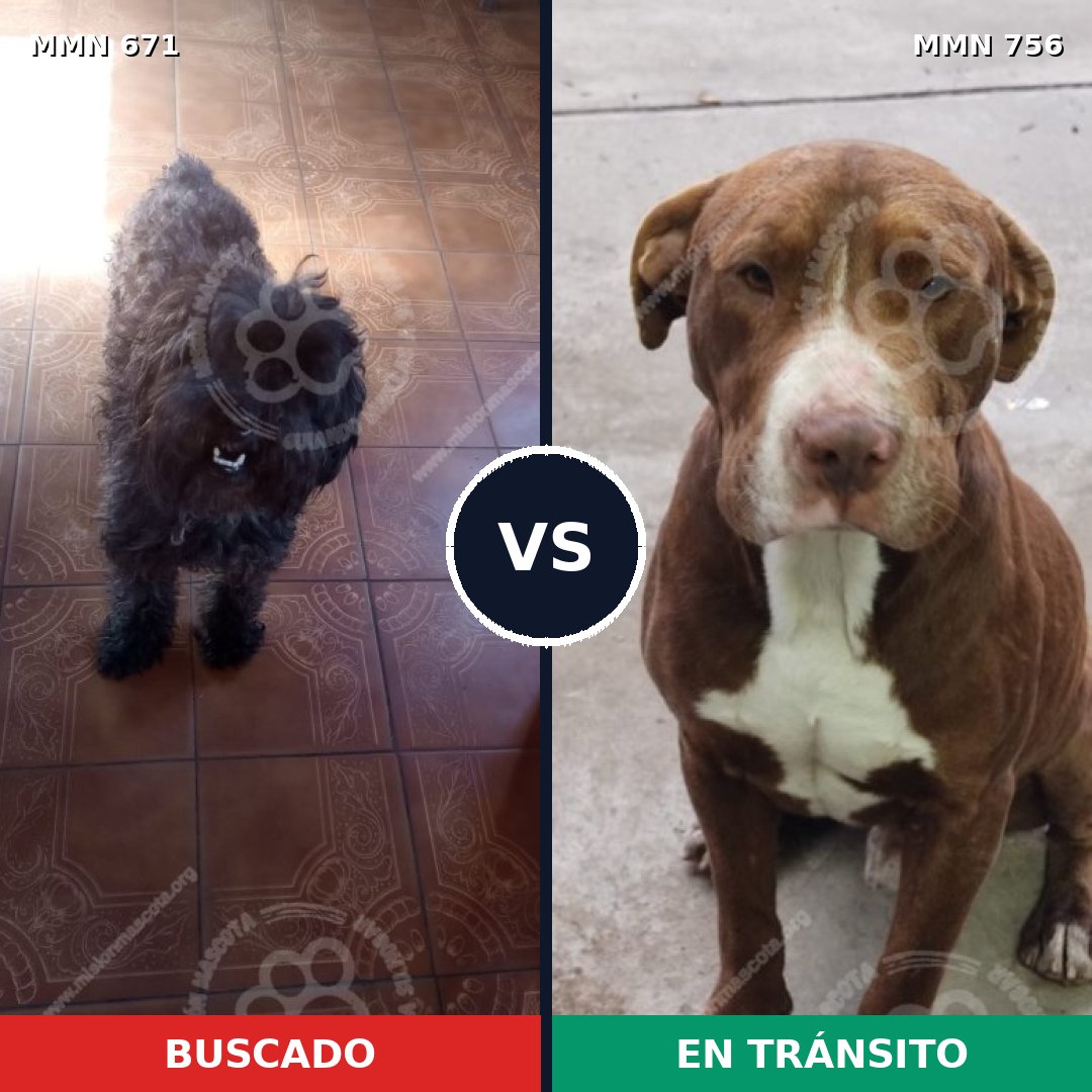 Comparativa MMS 12159: mascota perdida y mascota encontrada, 20% de similitud