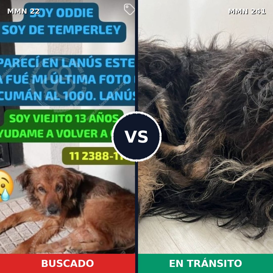 Comparativa MMS 1216: mascota perdida y mascota encontrada, 63% de similitud