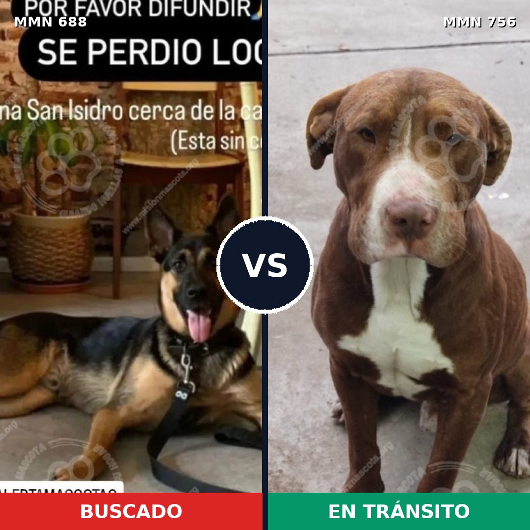 Comparativa MMS 12161: mascota perdida y mascota encontrada, 62% de similitud