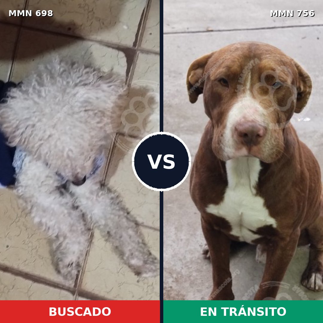 Comparativa MMS 12163: mascota perdida y mascota encontrada, 25% de similitud