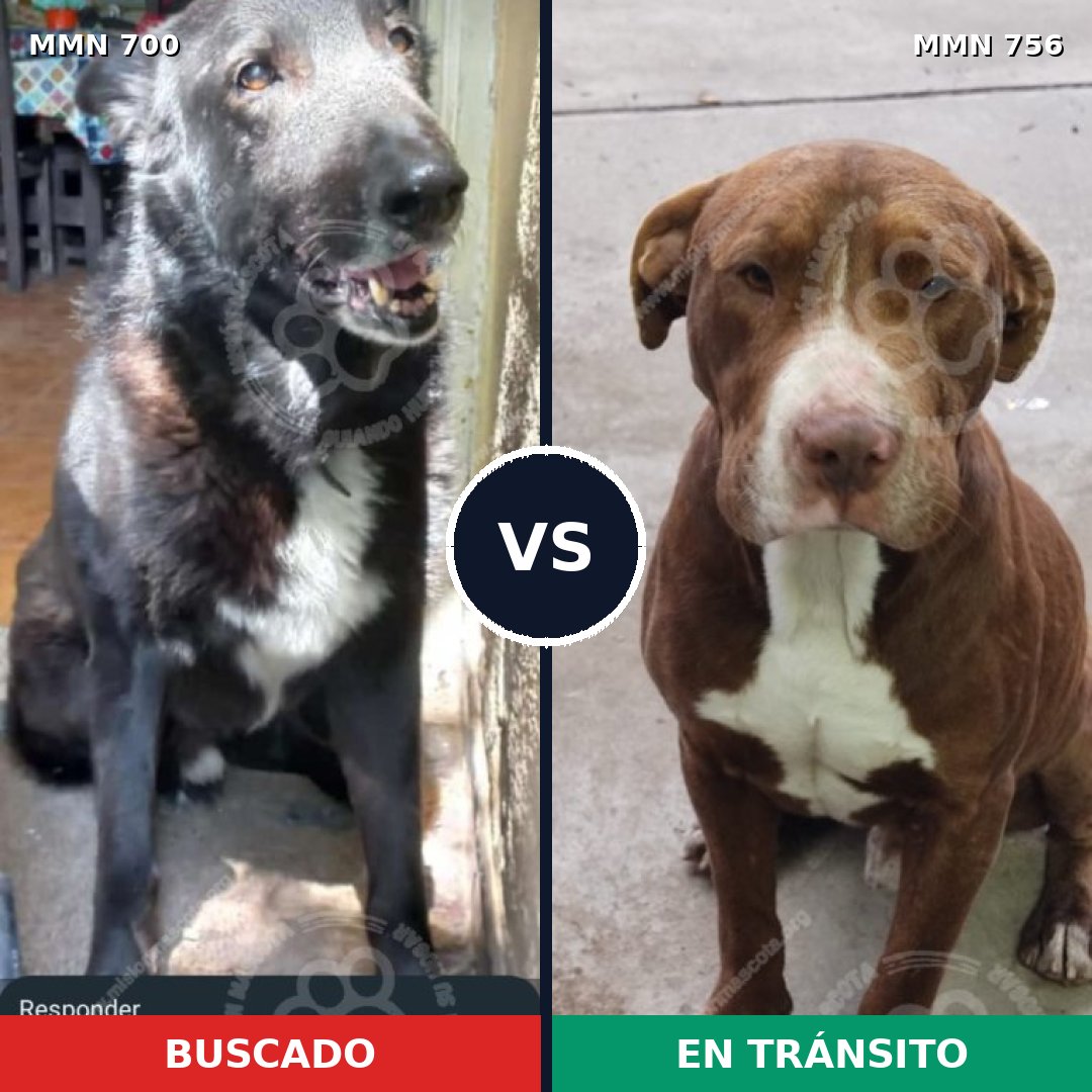 Comparativa MMS 12164: mascota perdida y mascota encontrada, 67% de similitud