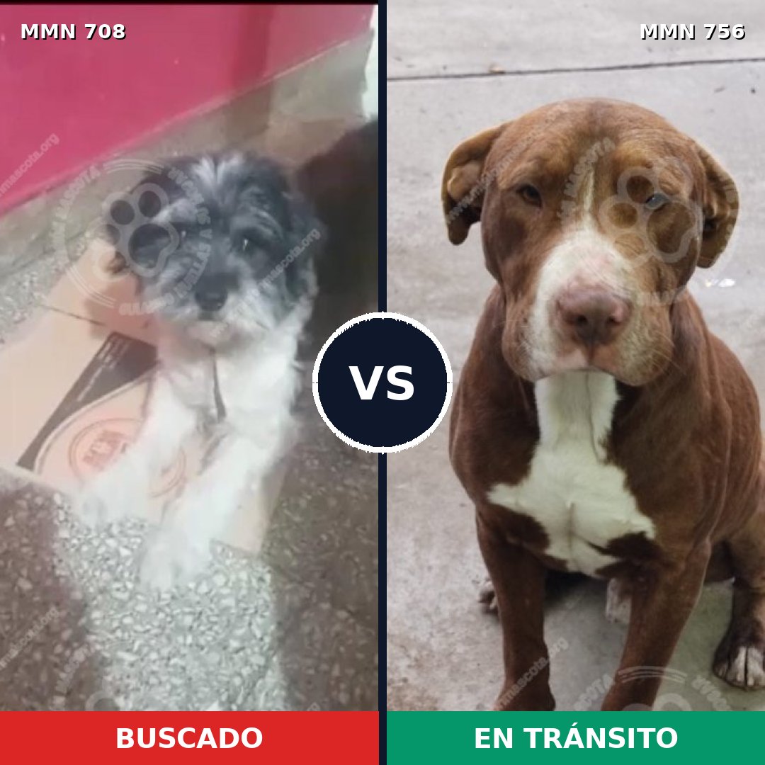 Comparativa MMS 12166: mascota perdida y mascota encontrada, 28% de similitud
