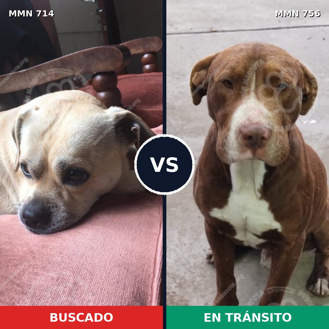 Comparativa MMS 12167: mascota perdida y mascota encontrada, 20% de similitud