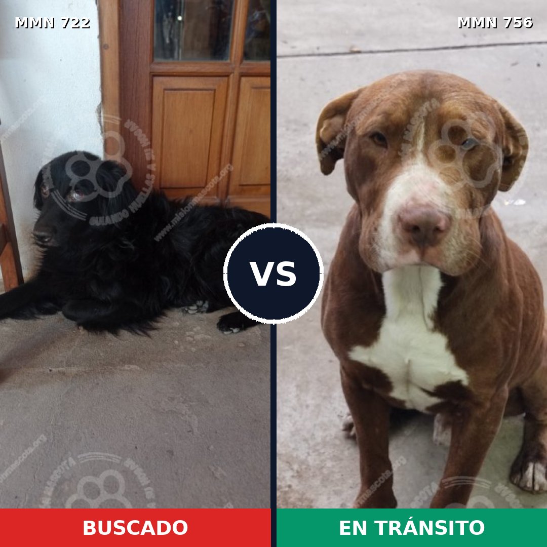Comparativa MMS 12168: mascota perdida y mascota encontrada, 34% de similitud