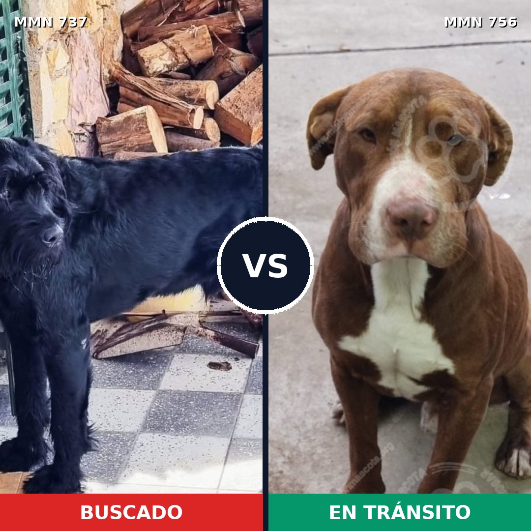 Comparativa MMS 12169: mascota perdida y mascota encontrada, 29% de similitud