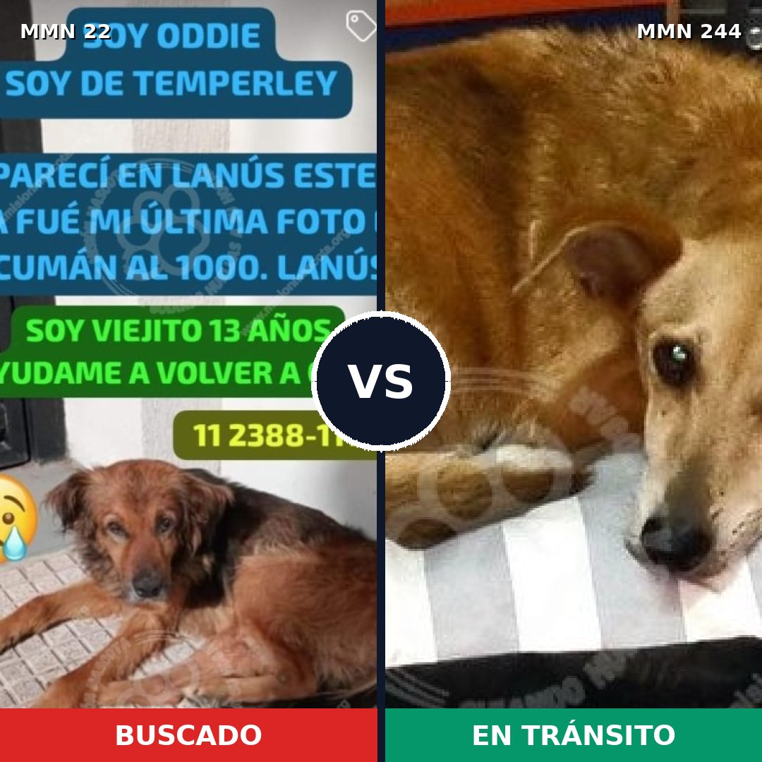 Comparativa MMS 1217: mascota perdida y mascota encontrada, 73% de similitud