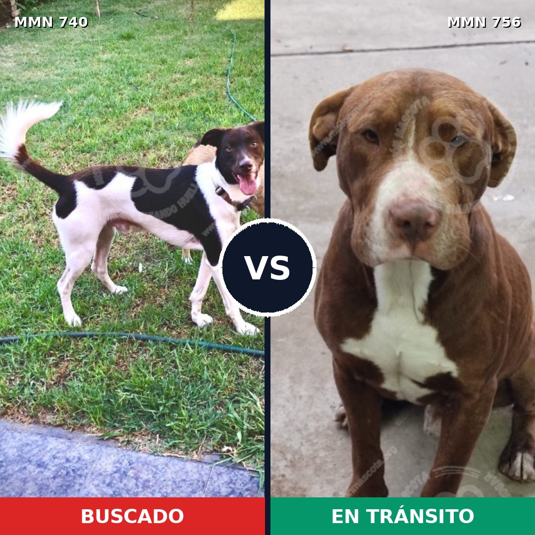 Comparativa MMS 12170: mascota perdida y mascota encontrada, 40% de similitud